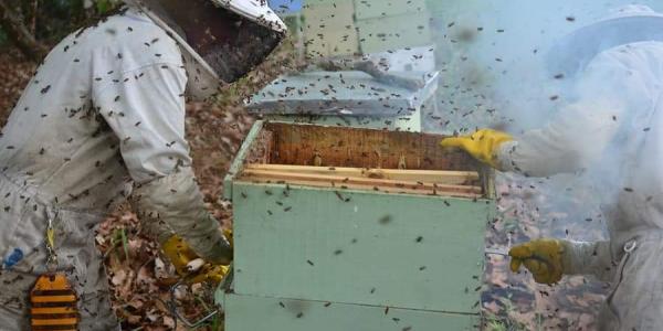 Apicultura sostenible de Boquete Bees, Casita de miel en Chiriqui, Panamá