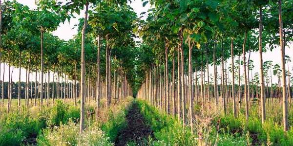 Plantación de árbol Kiri