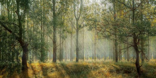 Bosque de árboles/Pixabay