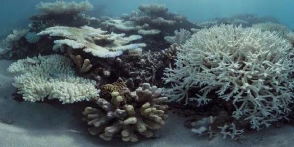 Blanqueamiento de los arrecifes de coral
