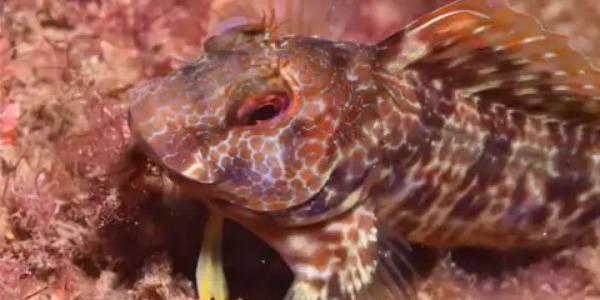 Una especie habitando en los arrecifes artificiales