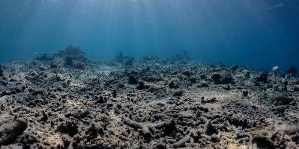 Corales marinos degradados