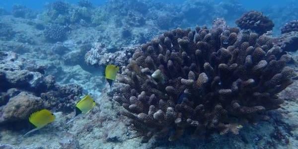 Arrecifes de coral en el fondo marino