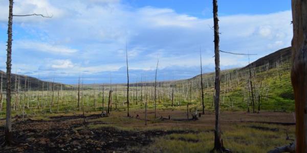 Bosque afectado por la contaminación al este de Norilsk (Rusia) | Foto: Alexander Kirdyanov / Servimedia