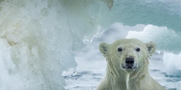 El hielo marino del Ártico y un oso polar