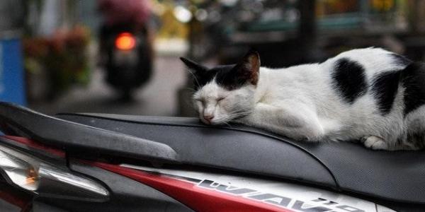 Cómo proteger el asiento de la moto