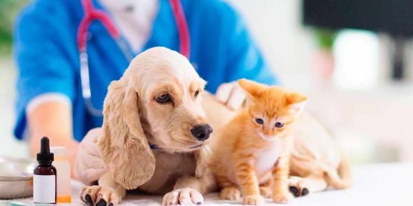 Promueven la asistencia veterinaria gratuita