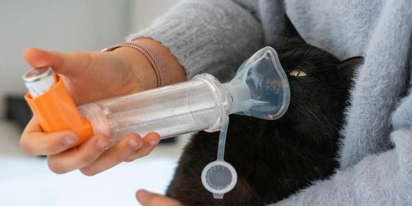 Un gato con asma felino y recibiendo tratamiento