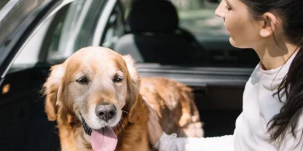 Imagen de un perro en el maletero de un coche