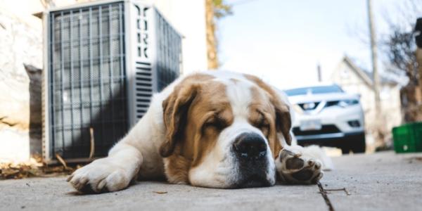 Un perro delante de un vehículo 