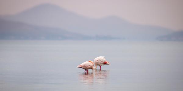 Dos flamencos