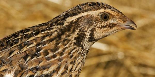 Codorniz común, una de las aves que se cazan y que está en declive