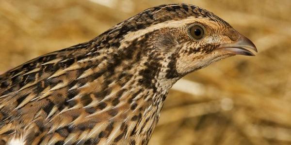 Codorniz común, una de las aves que se cazan y que está en declive