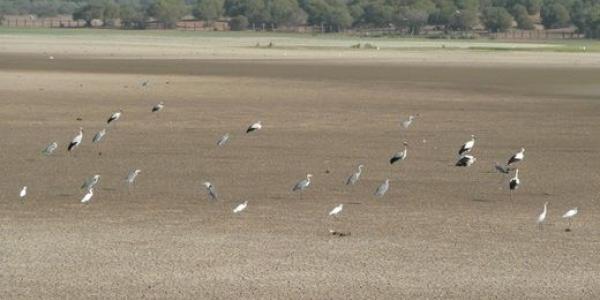 Avifauna de Doñana