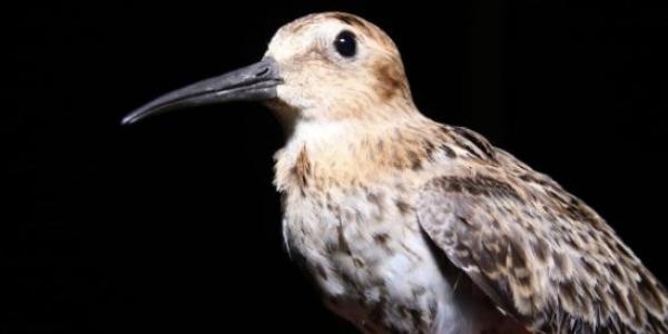 Aves limícolas