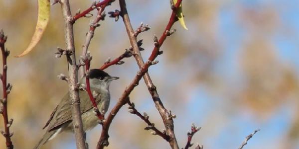 Macho adulto de curruca capirotada en parada migratoria