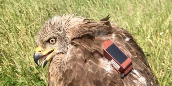 Aves migratorias marcadas con GPS
