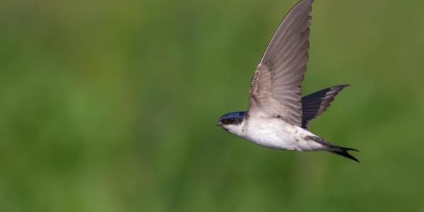 El vuelo de un avión común, otra de las aves migratorias