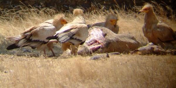 Aves necrófagas alimentándose