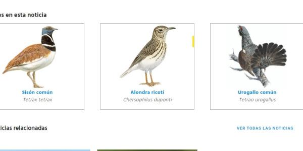 Aves en peligro de extinción en España