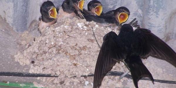 Un nido de aves en un edificio