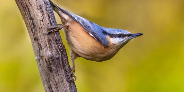 Especie de aves: Trepador Azul