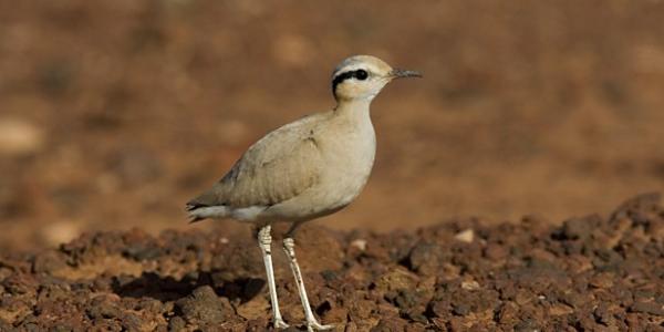 Ejemplo de aves refugiadas, Corredor Sahariano