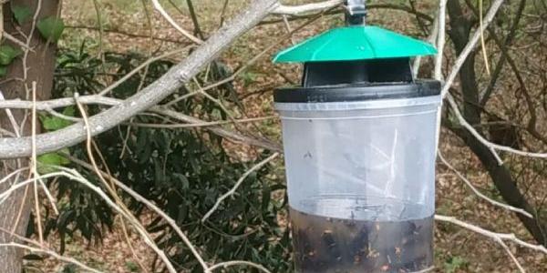 Trampa para acabar con la avispa velutina