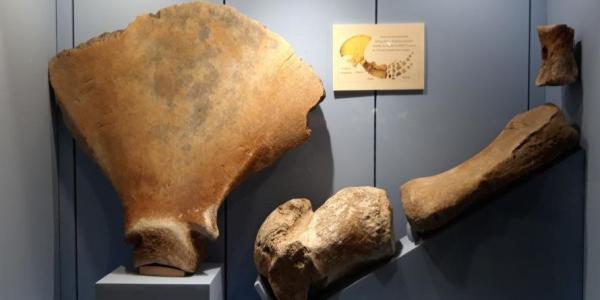 Huesos de ballena extinta