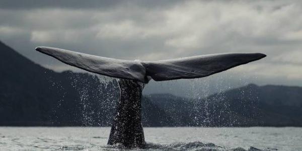 Aumenta la cantidad de ballenas azules y jorobadas en la Antártida