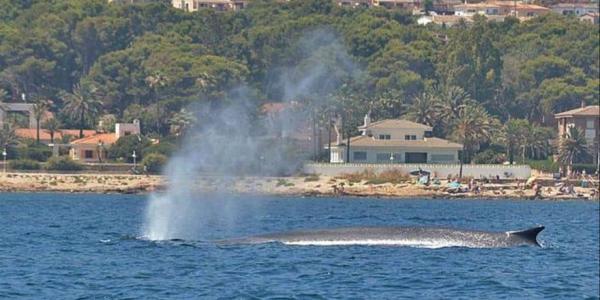 El paso de las ballenas por la costa valenciana y sus consecuencias