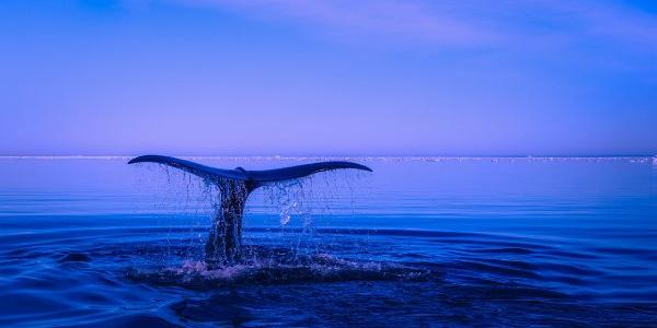 La IA sirve para proteger ballenas en Chile
