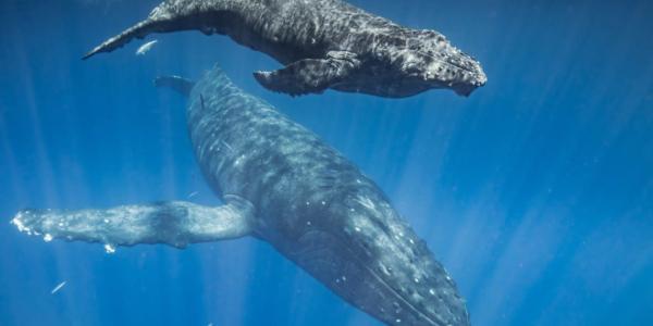 Las ballenas jorobadas nadando por el océano