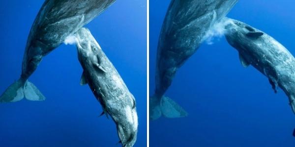 El mundo maternal de las ballenas