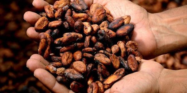 El cacao en su estado más puro