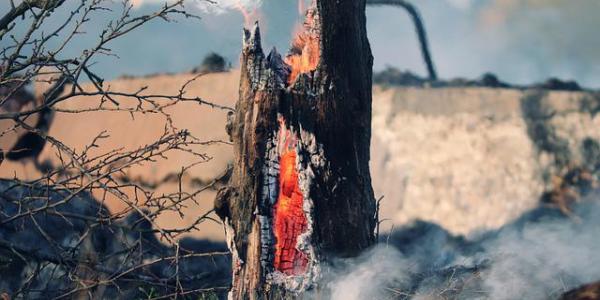 Los incendios forestales arrasan ecosistemas