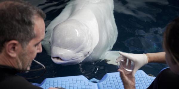 Oceanogràfic de Valencia y bienestar animal
