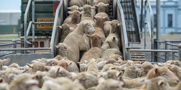 Bienestar animal en el transporte de animales