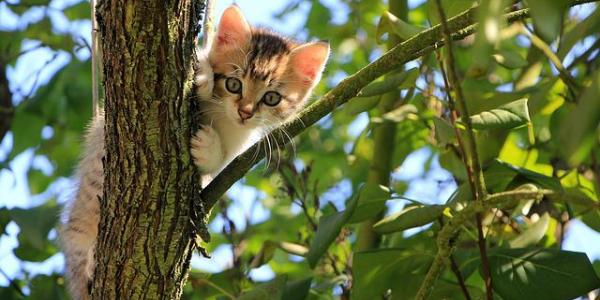 Un gatito trepado en un árbol