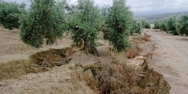 Sostenibilidad con la biodiversidad, clave en el campo español