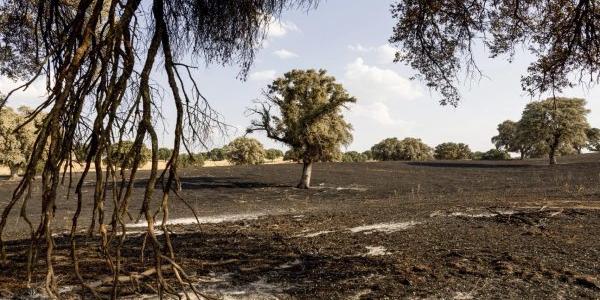 años en la vegetación tras el incendio que afectó a Tres Cantos y Soto de Viñuelas. 