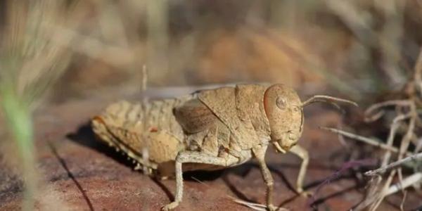 El saltamontes de la llanura de Crau está en peligro crítico de extinción y es endémico de la estepa de Crau, al sur de Francia 