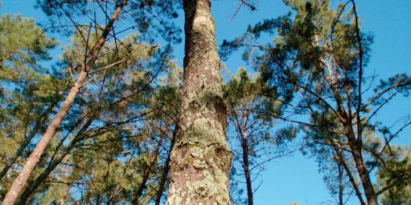 Bosque Naturgy
