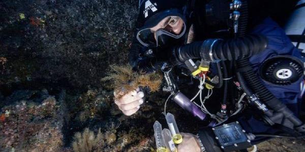 Investigadores en los bosques marinos