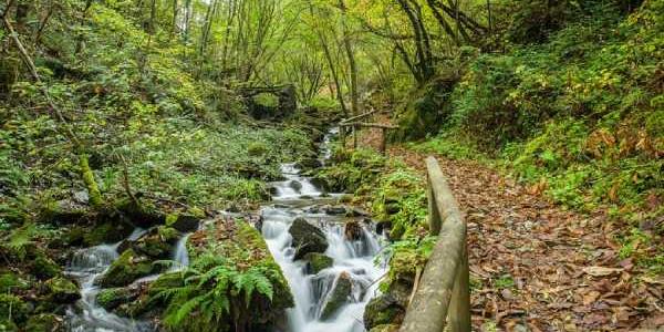 Bosques de Asturias: un tesoro con valor incalculable