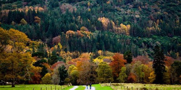 La importancia de los bosques en la salud humana