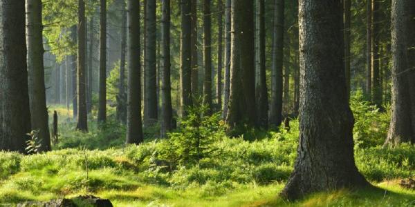 Así se conservan los bosques primarios, con una resistencia grandísima