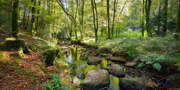 Salvar los bosques del planeta