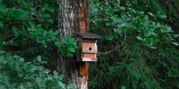 Castilla-La Mancha y Extremadura dan lugar a los bosques sinérgicos