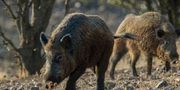 brote de peste porcina